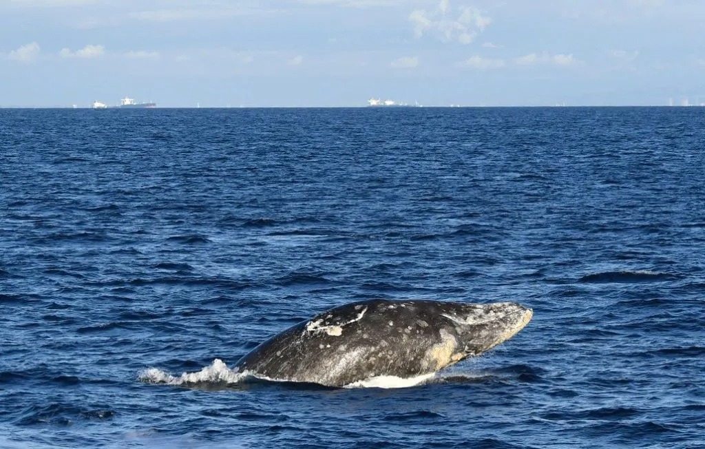 Young gray whale dies after swimming up river in Washington state