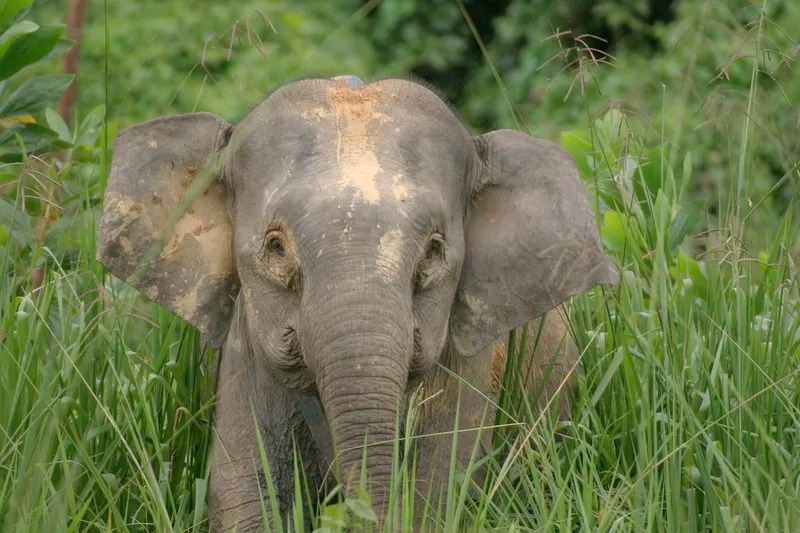 ලෝකයේ පුංචිම සහ හුරුබුහුටිම අලියා – බෝර්නියෝ පිග්මි අලියා